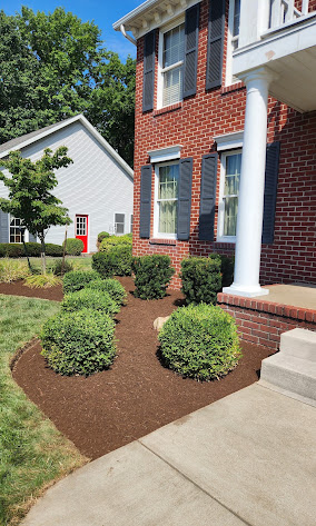 Trimmed spherical shrubs in a dark mulch bed